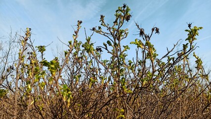 Natura na wiosnę.  © WalDec