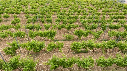Row of vines at the vineyard