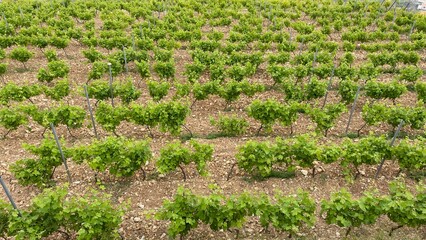 Row of vines at the vineyard