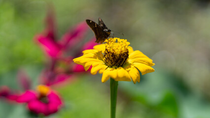 colorful and small flowers