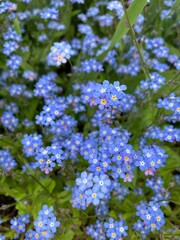 Fototapeta premium Some pretty forget-me-not flowers up close 