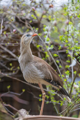Seriema red-billed - Cariama cristata stands on a branch among the green leaves of a tree.