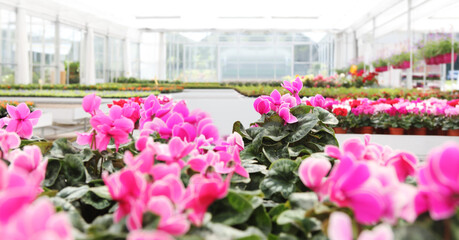 Flower garden background. Pink and purple cyclamen blooming. Home garden flower care. Sale of flowers in greenhouse and florist shop. Advertising banner with copy space for gardening