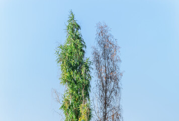 Healthy Birch with Green Leaves and Dried Birch with Yellowed Leaves