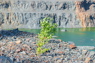 Small Young Tree Grow in an Abandoned Open Pit Mineral Mine