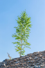 Tree Growing in an Abandoned Open Pit Mineral Mine