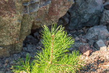 Small Healthy Sprout of a Coniferous Tree on a Background of Stones