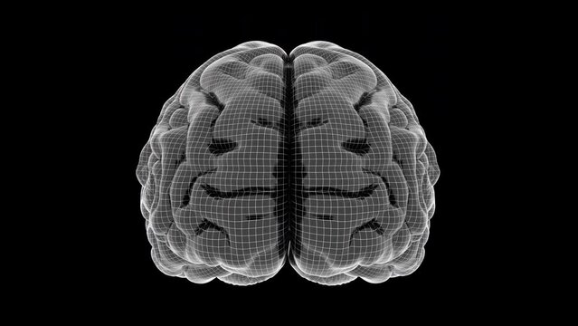 Brain 1012: A wireframe human brain rotates.