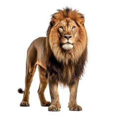 Fototapeta na wymiar Lion with Transparent Background
