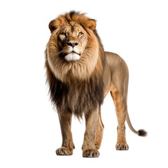 Obraz premium Lion with Transparent Background