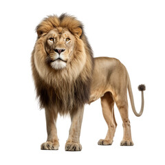 Obraz na płótnie Canvas Lion with Transparent Background