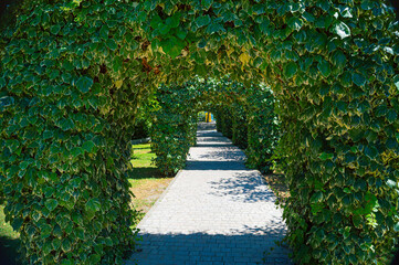 garden with grass and green trees