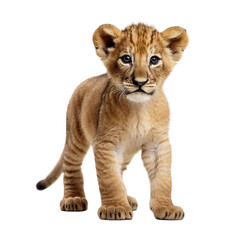 Fototapeta na wymiar Cute Lion Cub with transparent background