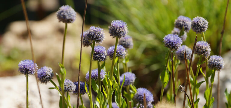 blooming blue globularia vulgaris, evergreen plant of the plantain family for floral horizontal background