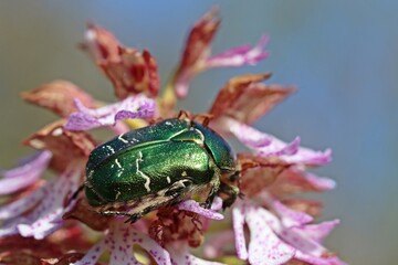 Gemeiner Rosenkäfer (Cetonia aurata) auf Purpur-Knabenkraut (Orchis purpurea)