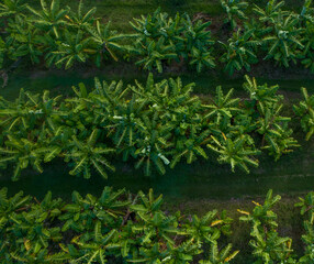 Aerial view of a banana farm field 