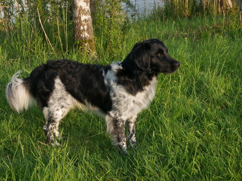 Stabyhoun