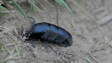 Schwarzblauer Ölkäfer