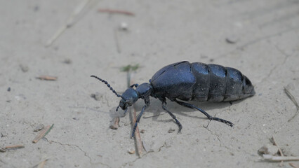Blau Schwarzer Öl Käfer