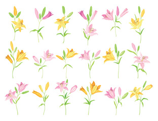 Lily on Stalk as Herbaceous Flowering Plant with Large Prominent Flower with Stamens Big Vector Set