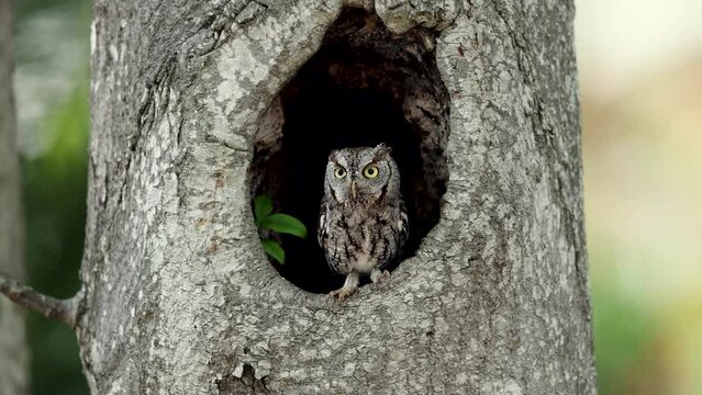 Easter screech owl in a tree