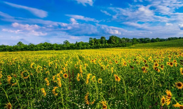 scenic nature scenery, blooming yellow sunflowers on the field, Provence, France, Europe	