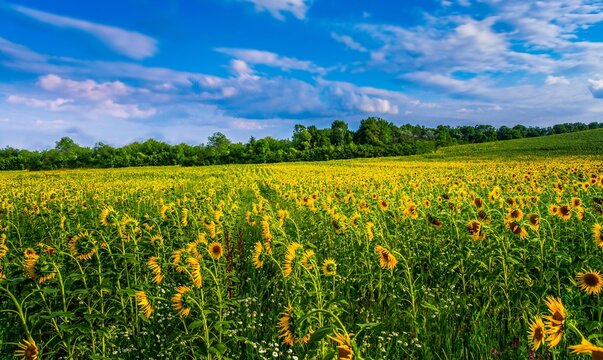 scenic nature scenery, blooming yellow sunflowers on the field, Provence, France, Europe © Rushvol