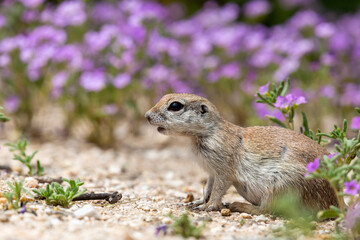 Naklejka na ściany i meble Round-tailed ground squirrel, Xerospermophilus tereticaudus, in a field of purple wildflowers, bristly nama, Nama hispidum, AKA sand bells. Sonoran Desert wildlife, Pima County, Tucson, Arizona, USA.
