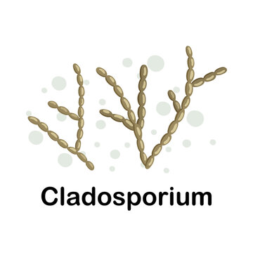 Cladosporium.Microorganisms. Medicine and health. Cartoon. Microbiota. Microbiome. Vector stock illustration. Isolated.Bacteria in the body. Bifidobacteria.