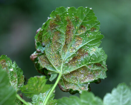 Red currant leaves damaged by aphids (Cryptomyzus ribis)