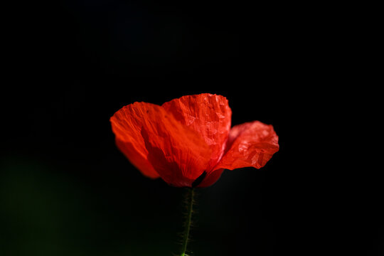 Detalle amapolla roja sobre fondo negro