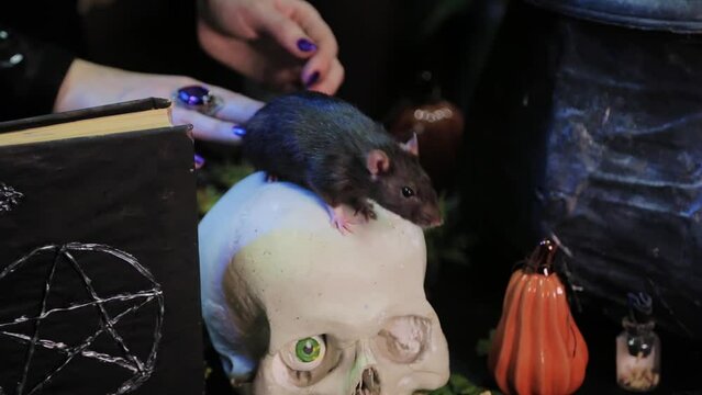 Close-up of a rat crawling on a table in the dark next to a skull and pumpkins and witchcraft ingredients, a witch's hand strokes the rat.