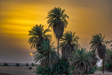 Obraz premium trees at sunset