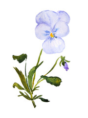  Pansy, flower illustration, violet , purple , pansies , bloom, blossom, watercolor illustration