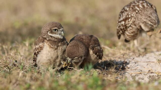 Burrowing owlets in southern Florida 