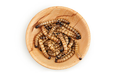 Worms larvae zophobas in wooden bowl isolated on white background. Food for exotic animals. Top view. Flat lay