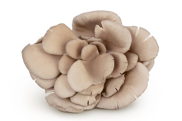 Oyster mushrooms isolated on white background with full depth of field
