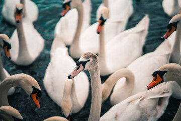Obraz premium Swans swimmin on a lake.