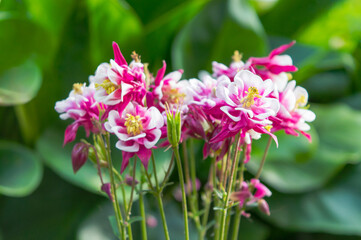 Winky Double Red And White Columbine. Aquilegia.