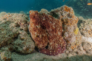 Octopus king of camouflage in the Red Sea, Eilat Israel   © yeshaya