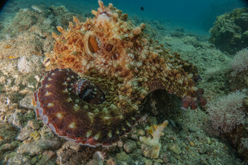 Octopus king of camouflage in the Red Sea, Eilat Israel 
