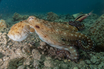 Octopus king of camouflage in the Red Sea, Eilat Israel 
