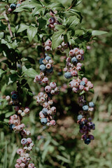berries on a bush