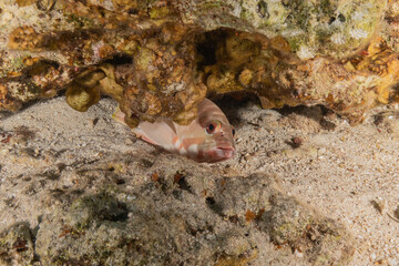 Fish swimming in the Red Sea, colorful fish, Eilat Israel
