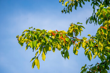 Sweet cherry on branches with leaves on a cherry tree against a blue sky. Harvest ripe cherries in the garden