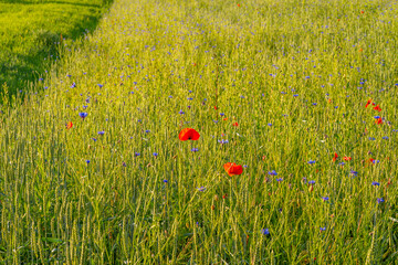 Field with poppies, flowers, ears of wheat or erysipelas, cornflowers, weeds.