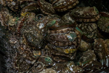 Fresh Clams in Water