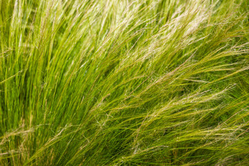Feather grass steppe closeup. Wind blowing feather grass, green background. Feather grass at park during wind. Feather-grass flutters in the wind and shines in the sun's rays. Natural concept