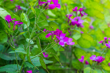 Lunaria annua - annual honesty. Ornamental pods of lunaria in spring. 