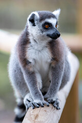 Ring-tailed Lemur (in german Katta) Lemur catta